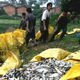Workers bag up dead fish in Guangxi province in a similar incident in 2006.